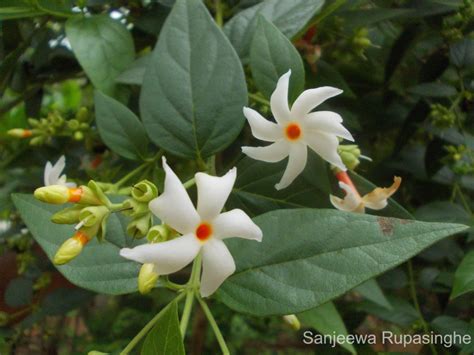 සේපාලිකා [Sepalika] (Nyctanthes arbor.